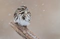 Sparrow In Snow Royalty Free Stock Photo