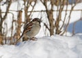 Sparrow on the snow, at winter