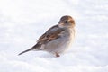 Sparrow snow winter Royalty Free Stock Photo