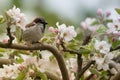 Sparrow spins and spring blooms