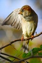 Sparrow spreading a wing