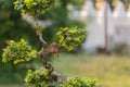 Sparrow spreading wings to sunbathe on tree.