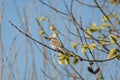 Sparrow on a spring willow