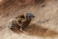 A sparrow squab standing alone