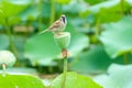 Sparrow and lotus seedpod Royalty Free Stock Photo