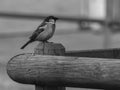 Sparrow standing on wood black and white Royalty Free Stock Photo