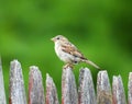 Sparrow standing on wood fence in front of green tree background