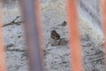 The sparrow stands on concrete between the metal fence.Outdoor