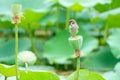 Sparrow and lotus seedpod Royalty Free Stock Photo