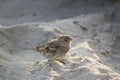 Sparrow stands in the sand. Close-up