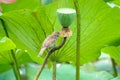 Sparrow and lotus seedpod Royalty Free Stock Photo