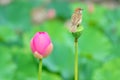 Sparrow in lotus pond Royalty Free Stock Photo