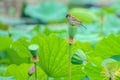 Sparrow and lotus seedpod Royalty Free Stock Photo