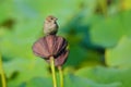 Sparrow and lotus seedpod Royalty Free Stock Photo