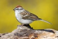 Sparrow On A Stump In Spring