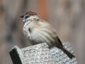 Sparrow Royalty Free Stock Photo