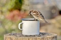 Sparrow with sunflower seeds in its beak sits on the edge of a tin cup against a blurred background Royalty Free Stock Photo