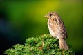 Sparrow on a Switzerland miniature