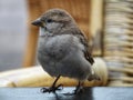 Sparrow on a table