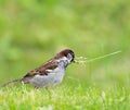 Sparrow with thin reed Royalty Free Stock Photo