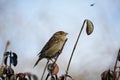 Sparrow on top of the bushes