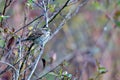 Sparrow on tree branch in bushes