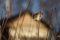 Sparrow on a tree branch in winter on a city street