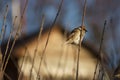 Sparrow on a tree branch in winter on a city street