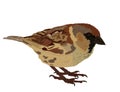 Sparrow vector illustration isolated on white background. Little bird.