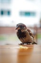 Sparrow wants to eat Royalty Free Stock Photo