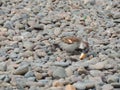 The sparrow eats on stones. Royalty Free Stock Photo