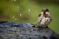 Sparrow on water fountain Royalty Free Stock Photo