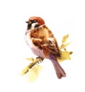 Sparrow Watercolor Bird Sitting on a branch with Leaves Illustration Hand Drawn isolated on white background