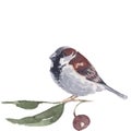 Sparrow watercolor handmade illustration