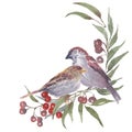 Sparrow watercolor handmade illustration