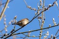 Sparrow on willow branch with buds