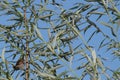 Sparrow on a willow branch