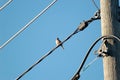 Sparrow on a Wire