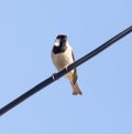 Sparrow on a wire against a blue sky Royalty Free Stock Photo