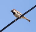 Sparrow on a wire against a blue sky Royalty Free Stock Photo