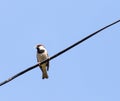 Sparrow on a wire against a blue sky Royalty Free Stock Photo