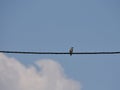 Sparrow on the wire against blue sky Royalty Free Stock Photo