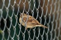 Sparrow in wire fence Royalty Free Stock Photo