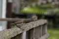 A Sparrow on wooden fence with blurry blackground Royalty Free Stock Photo