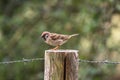 Sparrow on a wooden pole with a blurry background