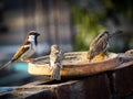 The Sparrow's Song: A Melodic Tribute to a Beloved Bird Royalty Free Stock Photo