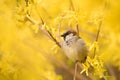 Sparrow on the yellow forsythia bush