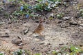 Sparrow among yellow spring primroses pecks food. Spring City sk Royalty Free Stock Photo