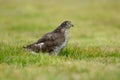 Sparrowhawk Royalty Free Stock Photo