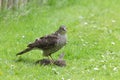 Sparrowhawk. Royalty Free Stock Photo